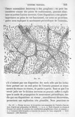 Fig. 87.Plexus nerveux de la portion sous-muqueuse de l'intestin d'un enfant - La pathologie cellula [...]