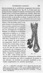 Fig. 111. Bulbe pileux avec glande sébacée appartenant à la peau extérieure - La pathologie cellulai [...]