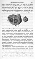Fig. 115. Formation du corpus luteum dans l'ovaire de la femme - La pathologie cellulaire basée sur  [...]