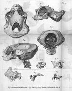 Fig. 1 et 2. Podencéphale  / Fig. 3 à 9.  Notencéphale - Philosophie anatomique. Monstruosités humai [...]