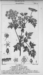Planche 12. Ethusa petite ciguë / Apium petroselinum - Leçons faisant partie du cours de médecine lé [...]
