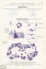Babésiose. Leishmaniose - Atlas de parasitologie