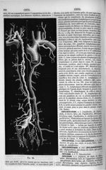 Fig. 84. [Vaisseaux chylifères. Réservoir de Pecquet ou citerne du chyle] - Dictionnaire de médecine [...]