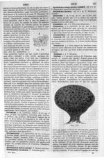 Fig. 171. [Epithelium pavimenteux, dans le tapis de l'oeil] / Fig. 172. [Eponge] - Dictionnaire de m [...]