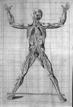 Exposition anatomique de la structure du corps humain : tome IV, partie I