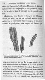 Fig. 39. Fibres de réticulum de l'angle de l'iris de l'homme, observées sur une coupe faite après du [...]