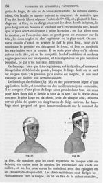 Fig. 28, 29 - Traité de médecine opératoire, bandages et appareils. 4è éd. Tome second