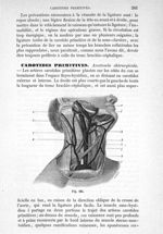 Fig. 184 - Traité de médecine opératoire, bandages et appareils. 4è éd. Tome second