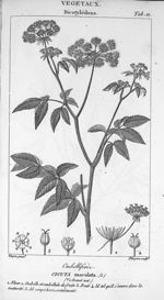 Tab. 11. Cicuta maculata (Dicotylédons) - Leçons de médecine légale / Vol. III