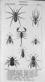 Tab. 21. Araignées / Scorpion / cantharide / Bourdon / Guêpes / Abeille (Entomologie) - Leçons de mé [...]