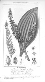 Veratrum Sabadilla de Retz / Orfilia Sabadilla de Desc / Melanthium de Thumberg (monocotyledones) -  [...]