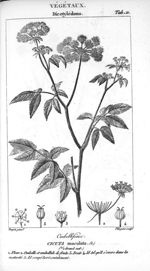 Cicuta maculata (dicotylédons) - Traité de médecine légale / Atlas