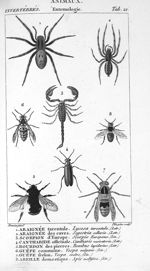 Araignée tarentule / Araignée des caves / Scorpion d'Europe / Cantharide officinale / Bourdon des pi [...]