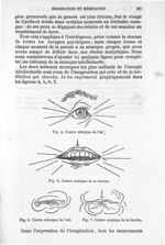 Fig. 4. Centre mimique de l'oeil / Fig. 5. Centre mimique de la bouche / Fig. 6. Centre mimique de l [...]