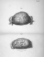 Fig. 1 et 2 - Recherches sur la disposition des fibres musculaires de l'utérus développé par la gros [...]