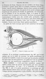 Fig. 267. Coupe de l'orbite et de l'oeil - Anatomie et physiologie animales, par Mathias Duval,... e [...]