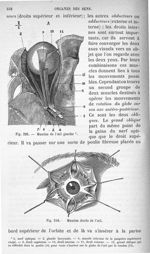 Fig. 292. Muscles de l'oeil gauche. Fig. 293. Muscles droits de l'oeil droit - Anatomie et physiolog [...]