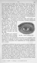Fig. 294. Parties externes de l'oeil - Anatomie et physiologie animales, par Mathias Duval,... et Pa [...]