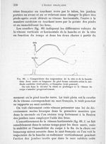 Fig. 88. Comparaison des trajectoires de la tête et de la hanche dans deux sauts en longueur de pied [...]