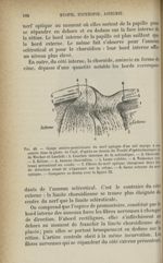 Fig. 40. - Coupe antéro-postérieure du nerf optique d'un oeil myope à son entrée dans le globe de l' [...]