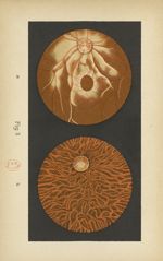 Fig. 3. Fond d'oeil normal - Atlas manuel d'ophtalmoscopie
