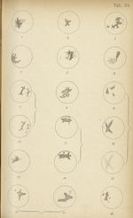 Planche XXIV. Herpès fébrile de la cornée - Atlas manuel des maladies externes de l'oeil