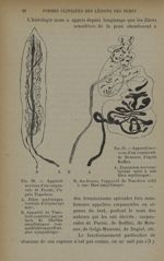 Fig. 30. - Appareil nerveux d'un corpuscule de Pacini, d'après Timofeev / Fig. 31. - Appareil nerveu [...]