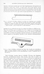Fig. 1. — Clavette d’Os Mort, réalisant la prothèse non métallique pour contention d'une Fracture. — [...]