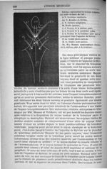 Schéma représentant les noyaux bulbaires des nerfs moteurs de l'oeil - L'Union médicale : journal de [...]