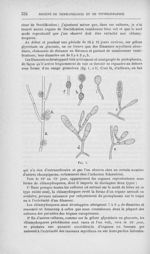 Fig. 1 [Note sur le cas de mycose présenté par M. Darier par M. E. Bodin] - Annales de dermatologie  [...]