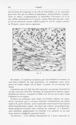 Fig. 2 [Sarcome fasciculé du nez simulant un rhinosclérome par J. Darier] - Annales de dermatologie  [...]