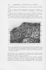 Fig. 4. — Microphotographie, à un fort grossissement du territoire délimité par le carré / Dans la F [...]