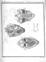 Fig. 9 à 12. Osselets du tympan de la tortue - Quatrième mémoire sur l'anatomie des oiseaux. De la s [...]