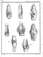 Fig. 4 à 6. Larynx du mangabey / Fig. 7. Larynx de la mone / Fig. 8 et 9. Larynx du fajou / Fig. 10  [...]