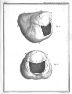 Fig. 12 et 13. Poche du larynx du singe-hurleur - Premier mémoire sur la voix. De la structure des o [...]