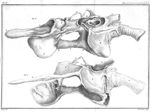 Fig. 14 et 15. Larynx du singe-hurleur avec ses annexes - Premier mémoire sur la voix. De la structu [...]