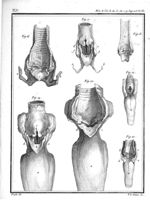 Fig. 16. Larynx du chien / Fig. 17. Larynx du chat / Fig. 18. Larynx du lapin / Fig. 19 et 20. Laryn [...]