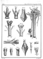 Fig. 23 et 24. Larynx de la grande chauve-souris-vampir à nez composé / Fig. 25. Larynx du canard /  [...]