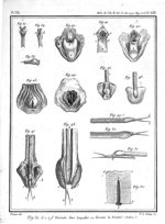 Fig. 37 à 39. Larynx de l'alouette / Fig. 40 à 42. Glotte et larynx de la grenouille / Fig. 43 et 44 [...]