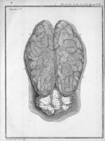 Cerveau & cervelet du cheval - Suite des recherches sur la structure du cerveau. Par M. Vicq-d'Azyr. [...]