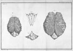 Fig. 1. Cerveau du mouton / Fig. 2. Cerveau & cervelet du veau / Fig. 3. Cervelet du veau (autre ind [...]
