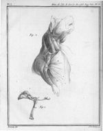 Fig. 1. L'omoplate, l'humerus, & la clavicule du rat / Fig. 2. La clavicule du rat en place, & ses r [...]