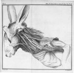 La clavicule du lapin, en place, & les muscles qui s'y attachent & qui l'environnent - Mémoire sur l [...]