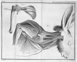 Fig. 1. La clavicule du lièvre avec les muscles qui s'y attachent & qui l'environnent / Fig. 2. L'om [...]