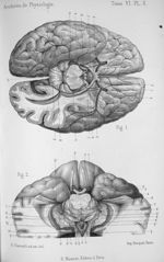 Planche 5. Fig.1. Base du cerveau / Fig. II. Section horizontale des pédoncules cérébraux au dessus  [...]