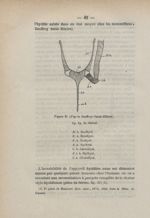Figure 21. (D'après Geoffroy-Saint-Hilaire). Ap. hy. du cheval - Des arcs branchiaux chez l'homme