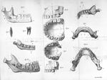 Anatomie du système dentaire considéré dans l'homme et les animaux