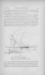 Fig. 4. CAD, angle Geoffroy Saint-Hilaire. Adf, — Auriculo-facial broca. A dG, triangle isocèle de l [...]