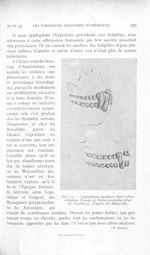 Fig. 15. — Quatrièmes molaires chez Cebus robustus (Linné) et Ateles pentadactylus (E. Geoffroy), d’ [...]
