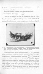 Fig. 19 — Radiographie d’une hémi-mandibule d’Adapis Parisiensis (De Blainville). Collection Rossign [...]